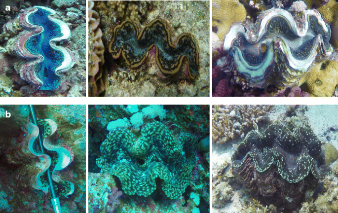Genetic Diversity Of Giant Clams Tridacna Spp And Their Associated Symbiodinium In The Central Red Sea Springerlink
