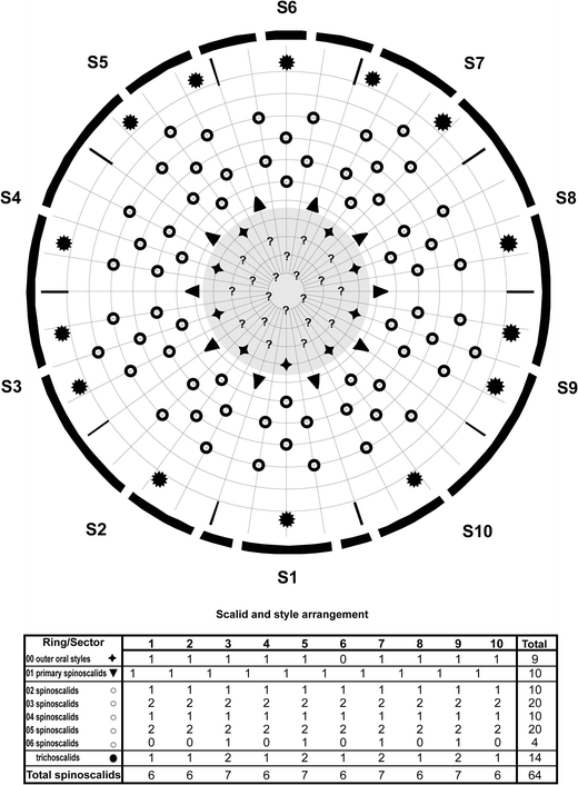 Diagram of mouth cone (gray area), introvert, and placids in