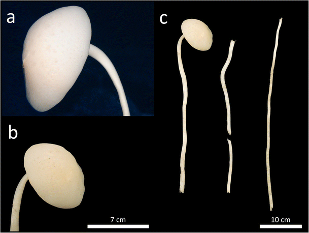 figure 26