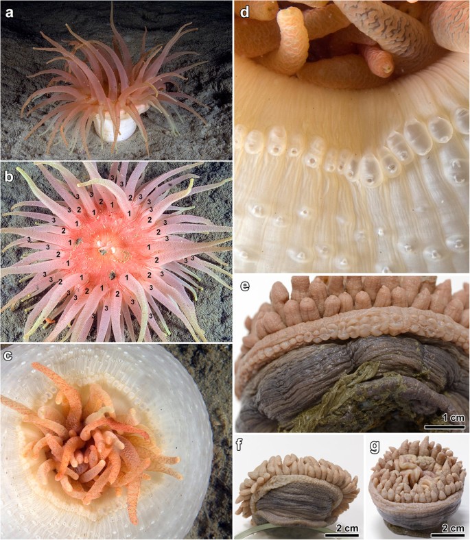 sea anemone dissection