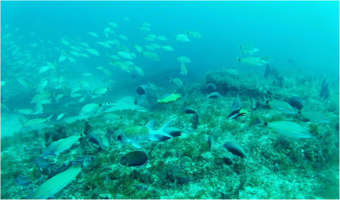 PDF) Latitudinal patterns in trophic structure of temperate reef