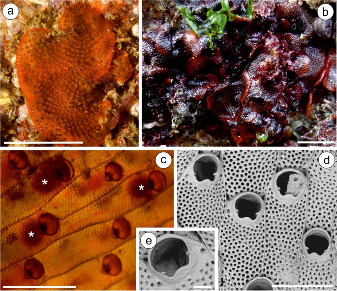 Watersiporidae Bryozoa In Iberian Waters An Update On Alien And Native Species Springerlink