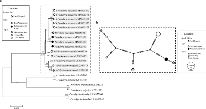 Clarifying The Cryptogenic Species Polydora Neocaeca Williams Radashevsky 1999 Annelida Spionidae A Shell Boring Invasive Pest Of Molluscs From Locations Worldwide Springerlink