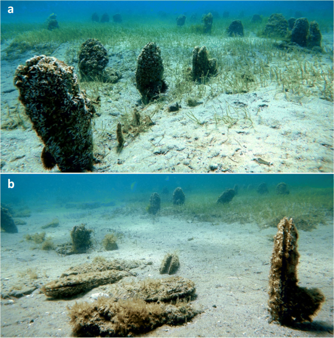 A Pan Mediterranean Extinction Pinna Nobilis Mass Mortality Has Reached The Turkish Straits System Springerlink