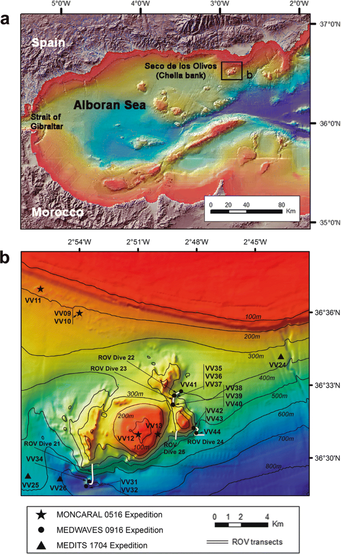 Bryozoans From Chella Bank Seco De Los Olivos With The Description Of A New Species And Some New Records For The Mediterranean Sea Springerlink