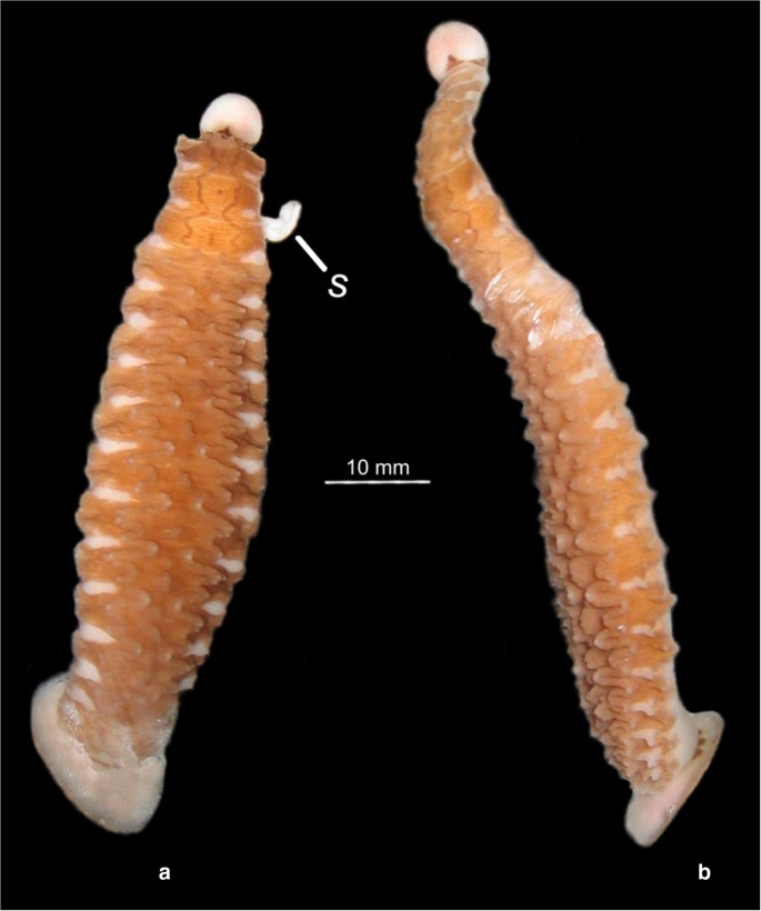 Parasitic Fish Leech