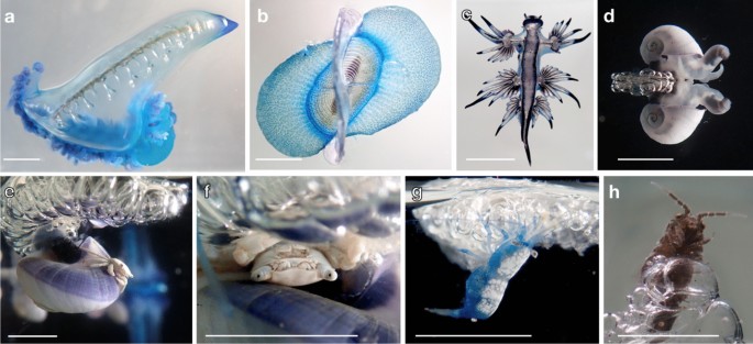 Natural history of neustonic animals in the Sargasso Sea: reproduction,  predation, and behavior of Glaucus atlanticus, Velella velella, and  Janthina spp. | SpringerLink