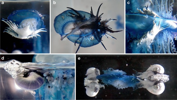Natural history of neustonic animals in the Sargasso Sea: reproduction,  predation, and behavior of Glaucus atlanticus, Velella velella, and  Janthina spp. | SpringerLink
