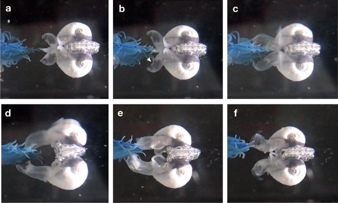 Natural history of neustonic animals in the Sargasso Sea: reproduction, predation, and behavior of Glaucus atlanticus, Velella velella, and Janthina spp. | SpringerLink Natural history of neustonic animals in the Sargasso Sea: reproduction, predation, and behavior of Glaucus atlanticus, Velella velella, and Janthina spp. | SpringerLink