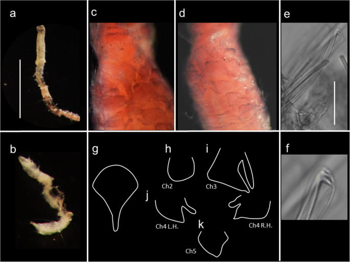 figure 21