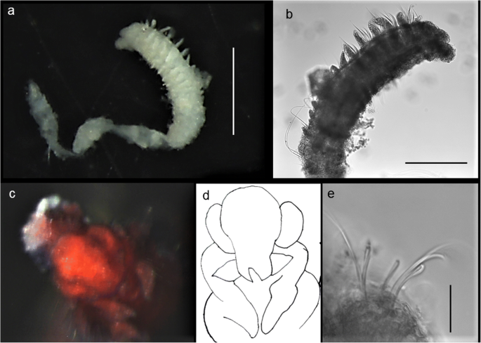 figure 30