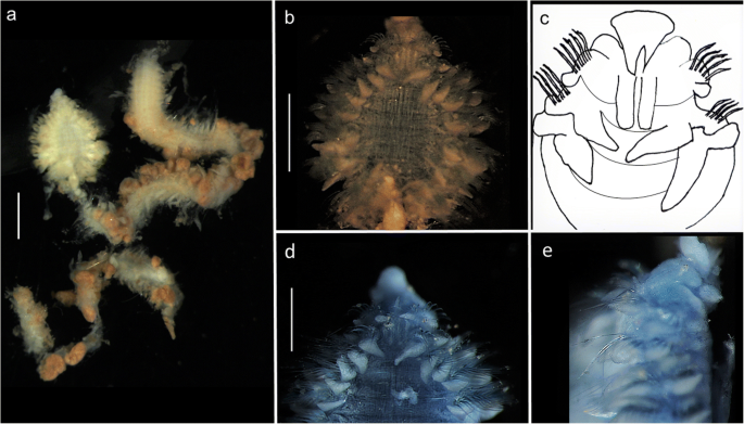 figure 31