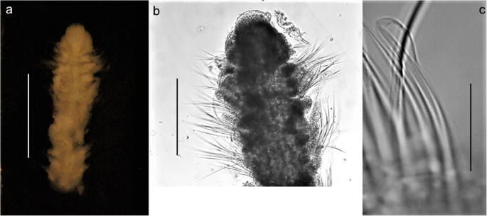 figure 33