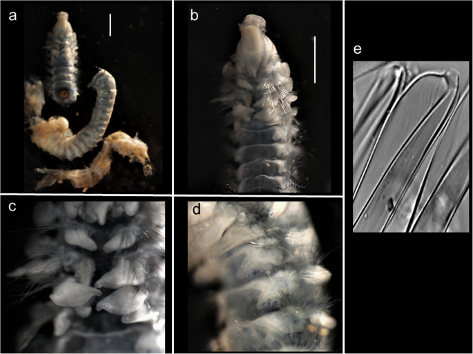 figure 37