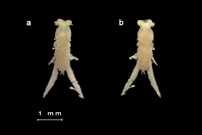 Prevalence of parasitic copepods (Copepoda: Siphonostomatoida) from the ...