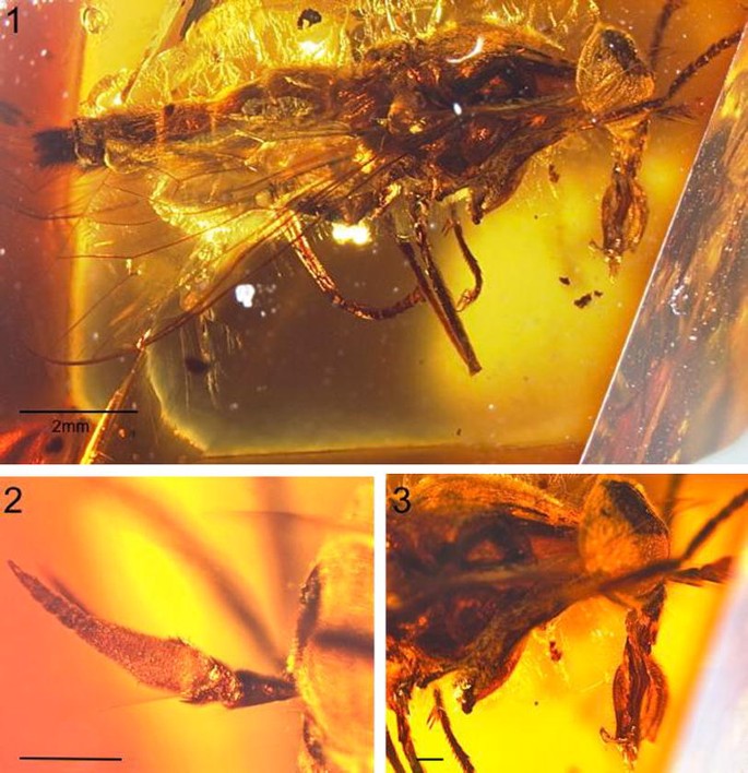 First fossil horsefly (Diptera: Tabanidae) in Miocene Mexican amber |  SpringerLink