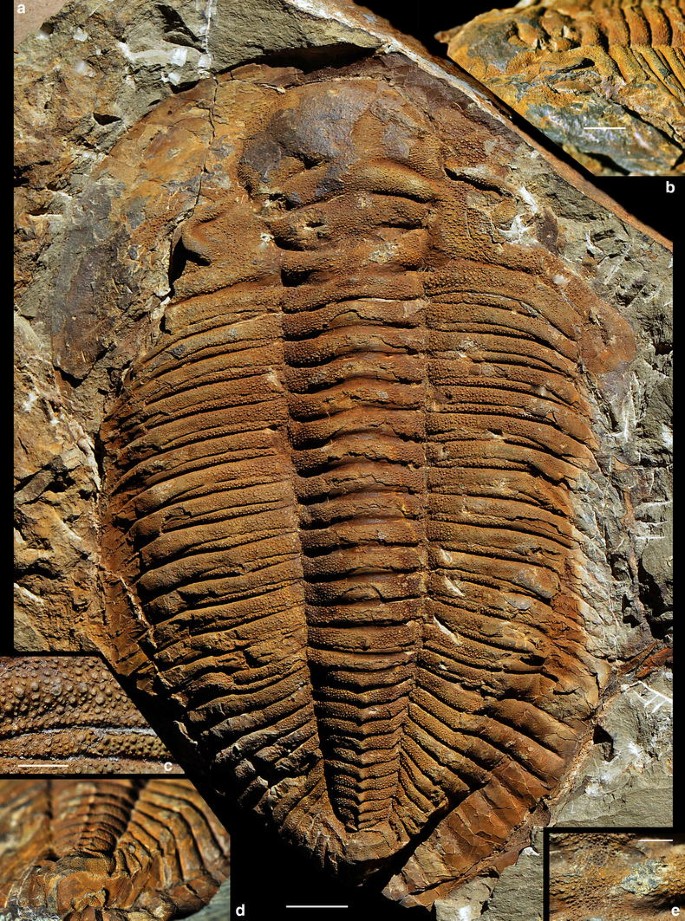 Exotic trilobites from the Lower–Middle Cambrian boundary interval in  Morocco and their bearing on the Cambrian Series 3 lower boundary |  SpringerLink