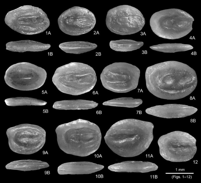 Fish otoliths from the Konkian (Miocene, early Serravallian) of Mangyshlak  (Kazakhstan): testimony to an early endemic evolution in the Eastern  Paratethys | SpringerLink
