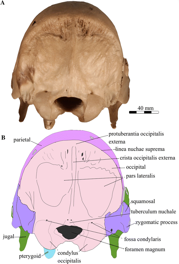 Xibalbaonyx Oviceps , A New Megalonychid Ground Sloth (Folivora, Xenarthra) From The Late Pleistocene Of The Yucatán Peninsula, Mexico, And Its Paleobiogeographic Significance | SpringerLink Xibalbaonyx Oviceps , A New Megalonychid Ground Sloth (Folivora, Xenarthra) From The Late Pleistocene Of The Yucatán Peninsula, Mexico, And Its Paleobiogeographic Significance | SpringerLink