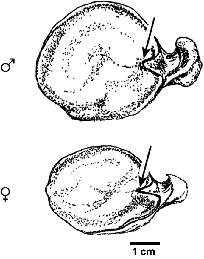 PDF) Systematic butchering of fallow deer (Dama) at the early middle  Pleistocene Acheulian site of Gesher Benot Ya'aqov (Israel)