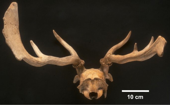 PDF) Systematic butchering of fallow deer (Dama) at the early middle  Pleistocene Acheulian site of Gesher Benot Ya'aqov (Israel)