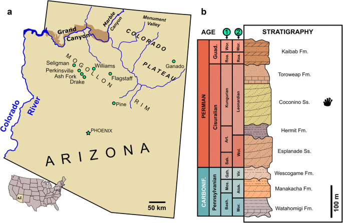 On The Presence Of Ichniotherium In The Coconino Sandstone Cisuralian Of The Grand Canyon And Remarks On The Occupation Of Deserts By Non Amniote Tetrapods Springerlink
