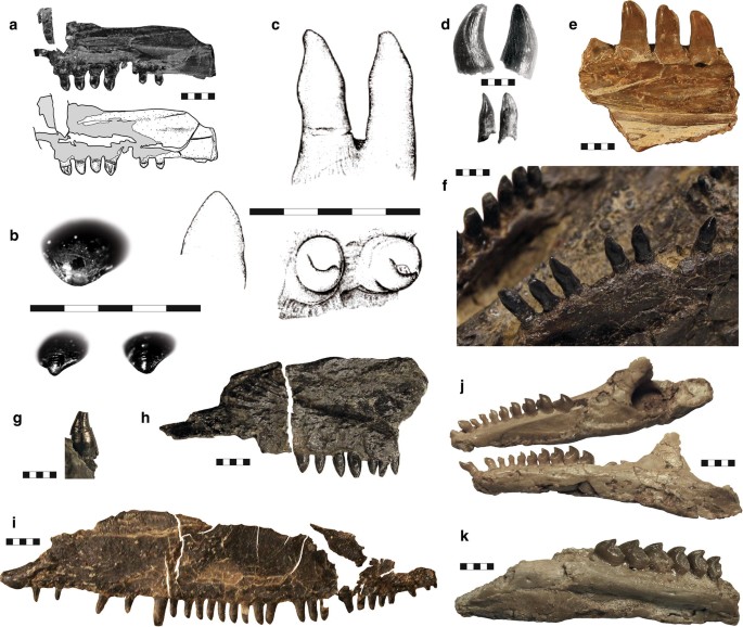 Edaphosauridae (Synapsida, Eupelycosauria) from Europe and their  relationship to North American representatives | SpringerLink