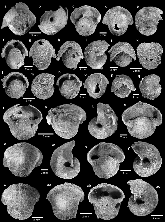 PDF) Gigantic scaphopods (Mollusca) from the Permian Akasaka Limestone,  central Japan