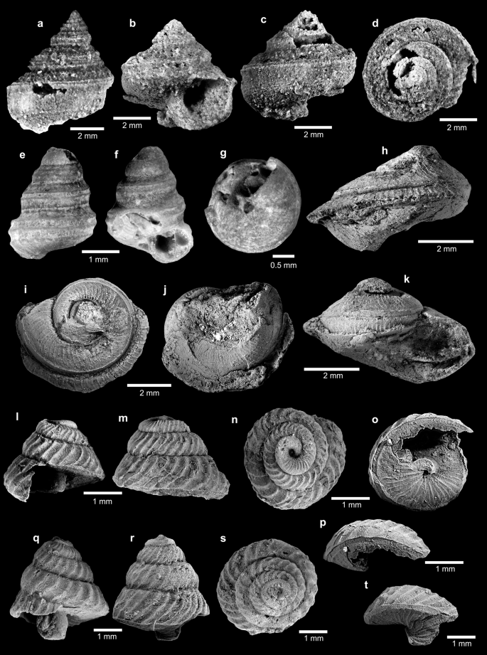 PDF) Gigantic scaphopods (Mollusca) from the Permian Akasaka Limestone,  central Japan