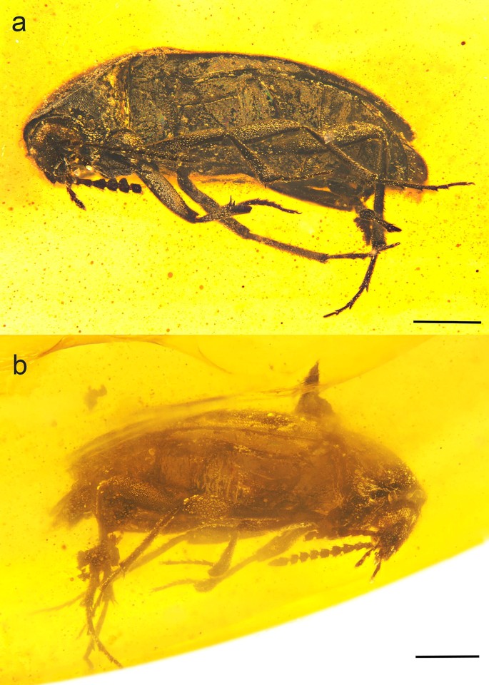 Taxonomic Notes On Eustrophinae From The Mid Cretaceous Burmese Amber With Description Of A New Species Coleoptera Tetratomidae Springerlink