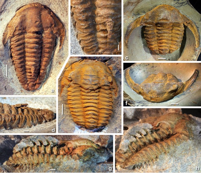 Unexpectedly curved spines in a Cambrian trilobite: considerations on the  spinosity in Kingaspidoides spinirecurvatus sp. nov. from the Anti-Atlas,  Morocco, and related Cambrian ellipsocephaloids | SpringerLink