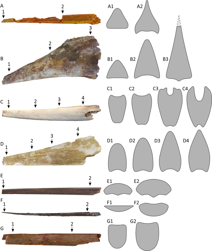 Species New to Science: [Paleontology • 2019] Keresdrakon vilsoni • A New  Toothless Pterosaur (Pterodactyloidea) from Southern Brazil with Insights  Into the Paleoecology of A Cretaceous Desert
