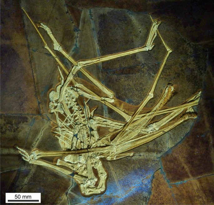 A new pterodactyloid pterosaur with a unique filter-feeding apparatus from the Late Jurassic of Germany | SpringerLink