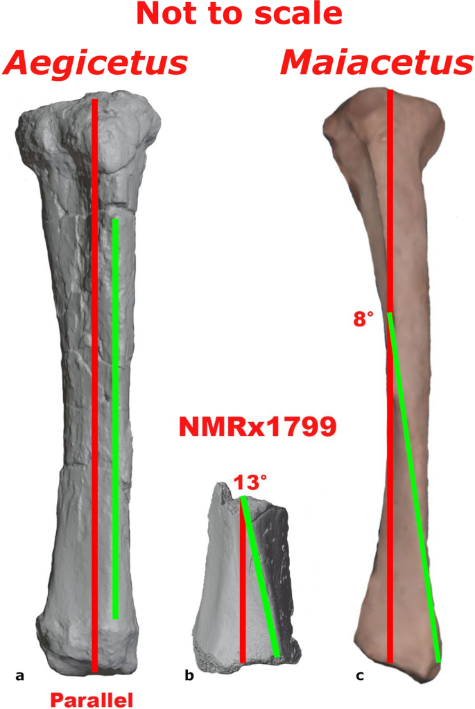 Thin shaft-rings from cattle-size tibia and metatarsus diaphyses.