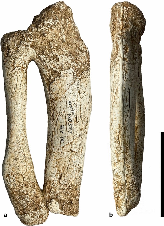 Thin shaft-rings from cattle-size tibia and metatarsus diaphyses.