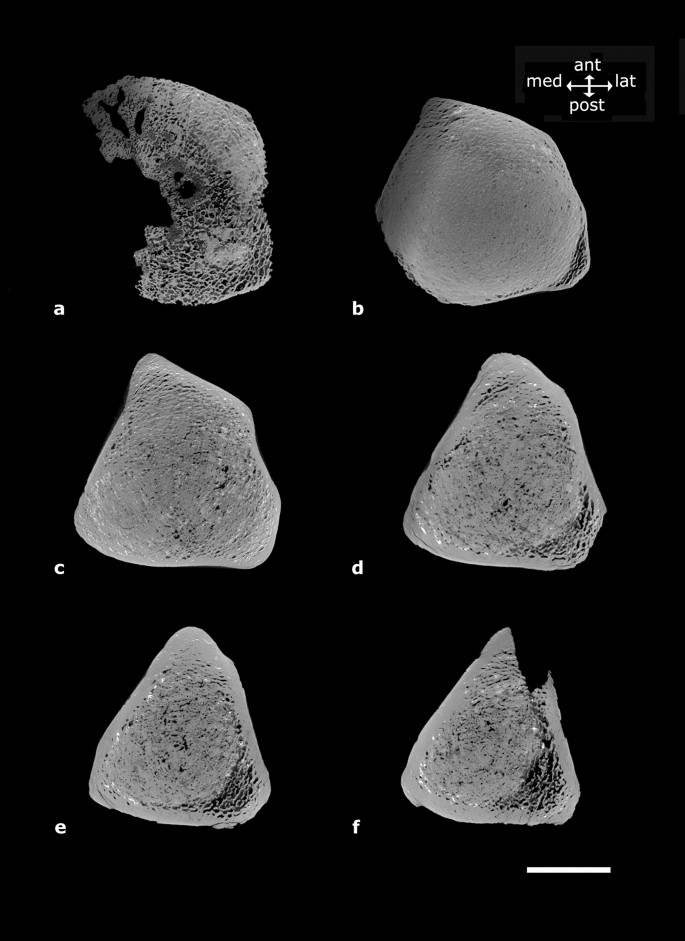 Thin shaft-rings from cattle-size tibia and metatarsus diaphyses