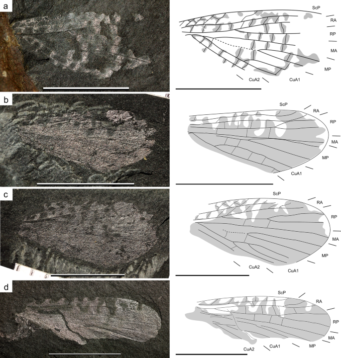 Diversity and variability of grylloblattidan insects (Grylloblattida) from  the early Permian Meisenheim Formation of the Saar-Nahe Basin (SW-Germany)  | SpringerLink