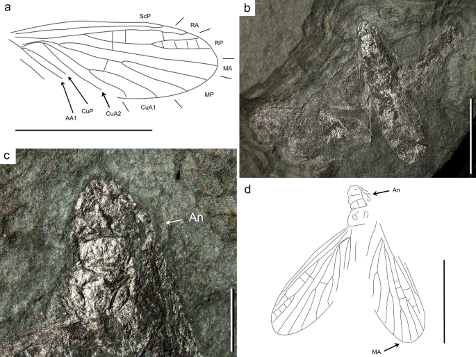 Diversity and variability of grylloblattidan insects (Grylloblattida) from  the early Permian Meisenheim Formation of the Saar-Nahe Basin (SW-Germany)  | SpringerLink