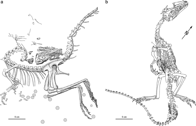 Re-evaluating Moodie's Opisthotonic-Posture Hypothesis in Fossil  Vertebrates Part I: Reptiles—the taphonomy of the bipedal dinosaurs  Compsognathus longipes and Juravenator starki from the Solnhofen  Archipelago (Jurassic, Germany) | SpringerLink