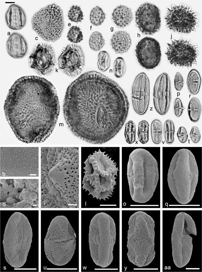 The Middle Miocene Palynofloras Of The Salihpasalar Lignite Mine Yatagan Basin Southwest Anatolia Environmental Characterisation And Comparison With Palynofloras From Adjacent Basins Springerlink