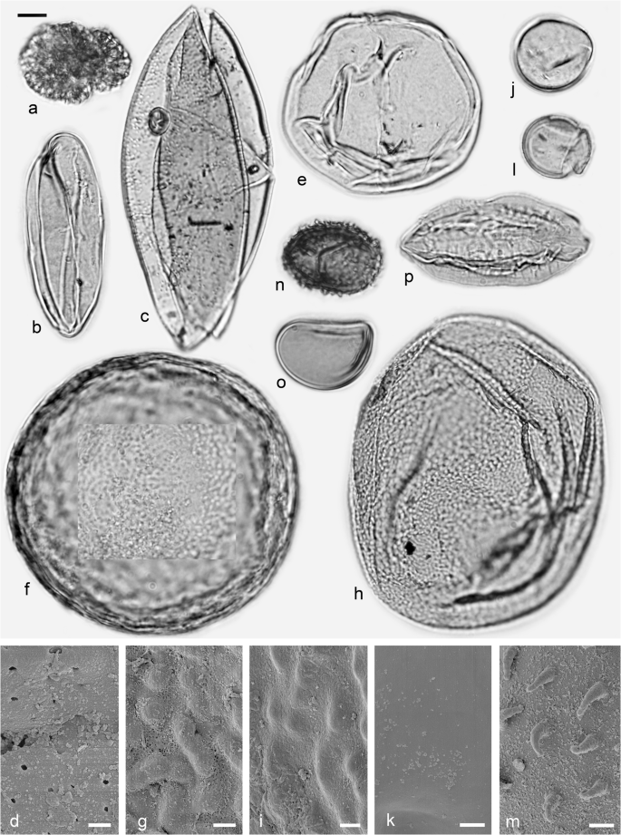 The Middle Miocene Palynofloras Of The Salihpasalar Lignite Mine Yatagan Basin Southwest Anatolia Environmental Characterisation And Comparison With Palynofloras From Adjacent Basins Springerlink