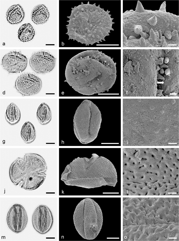 The Middle Miocene Palynofloras Of The Salihpasalar Lignite Mine Yatagan Basin Southwest Anatolia Environmental Characterisation And Comparison With Palynofloras From Adjacent Basins Springerlink