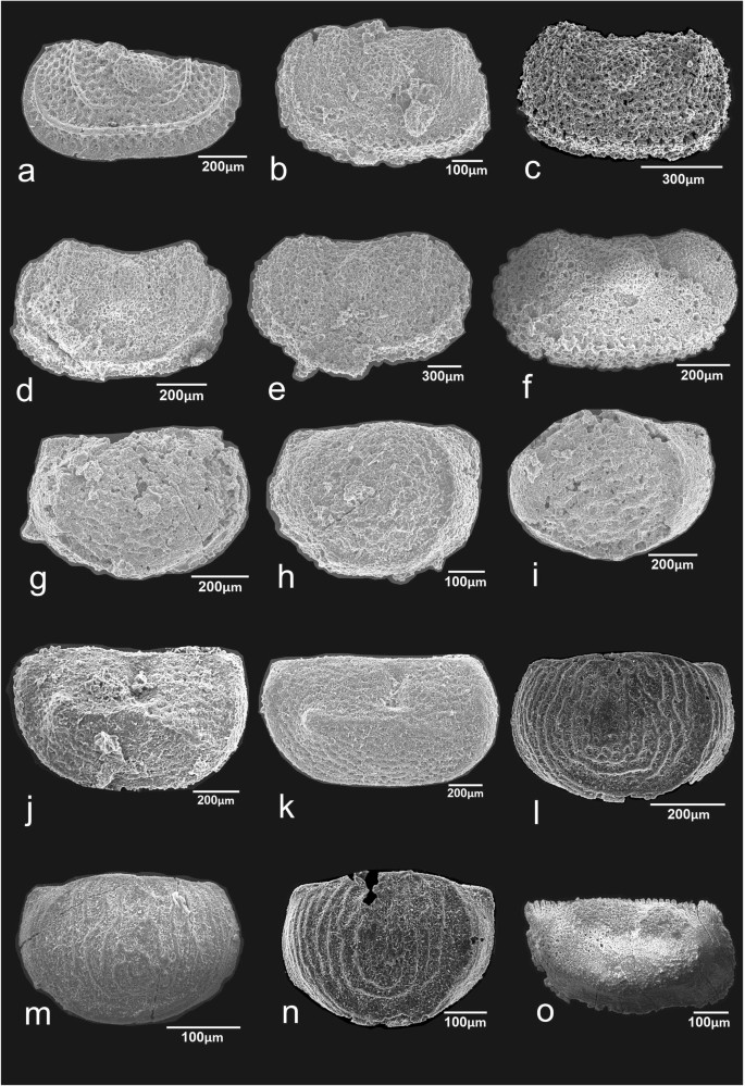 Devonian Hamar Laghdad Limestone microfossil sample ostracods brachiopods Medium 