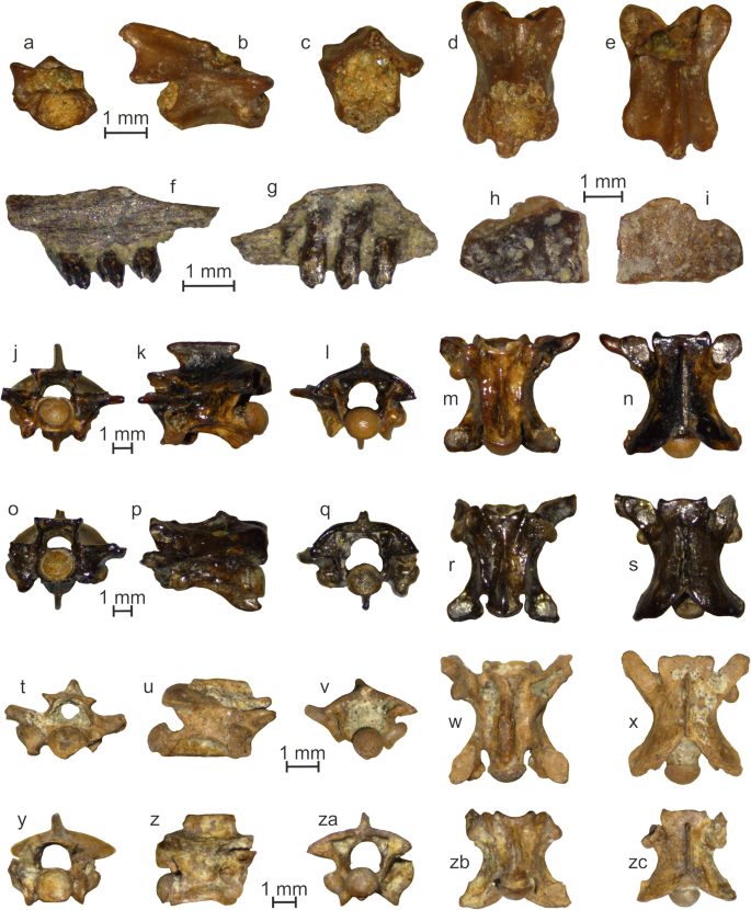 Early Pleistocene Amphibians And Squamates From Copăceni Dacian Basin Southern Romania Springerlink