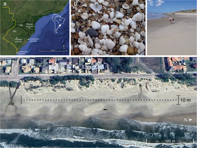 Comparative taphonomy of Quaternary and early Permian pectiniform ...