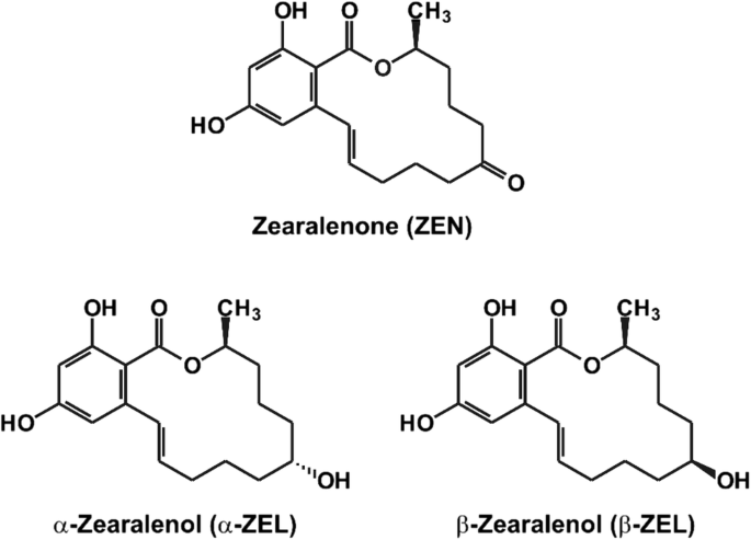 Interactions Of Zearalenone And Its Reduced Metabolites A Zearalenol And B Zearalenol With Serum Albumins Species Differences Binding Sites And Thermodynamics Springerlink