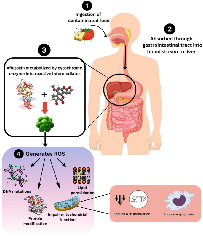 glutathione role in mycotoxin detoxification Comprehensive review for aflatoxin detoxification with special attention to  cold plasma treatment | Mycotoxin Research