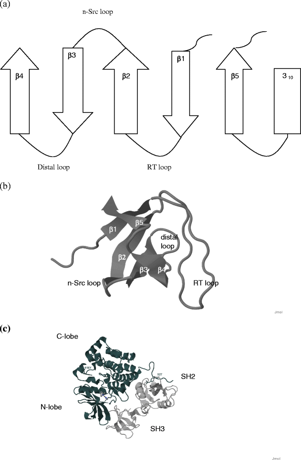Sh3 Domains Modules Of Protein Protein Interactions Springerlink