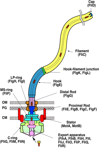 Bacterial Flagellar Axial Structure And Its Construction Springerlink