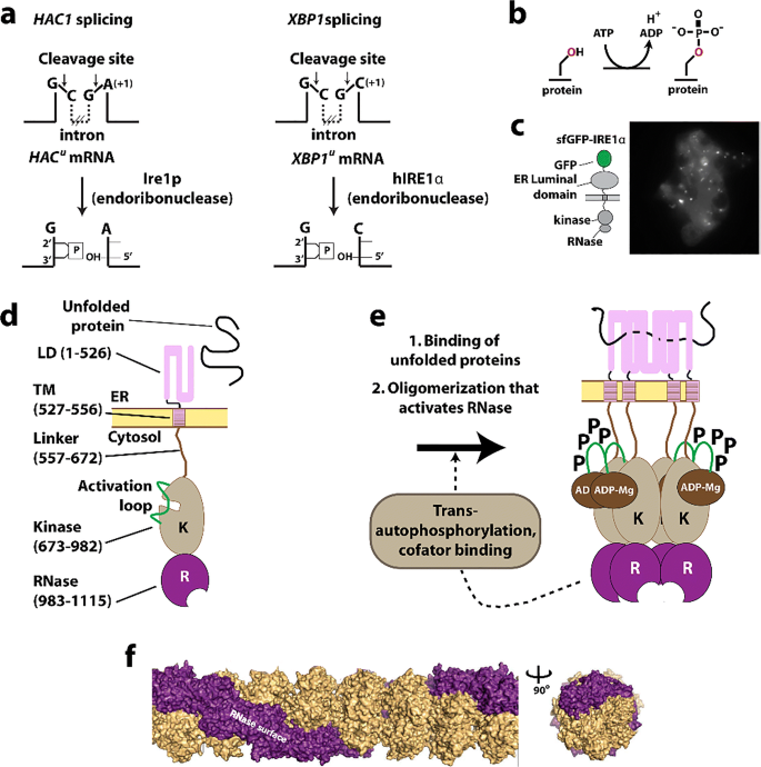 figure 22